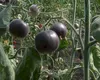 România își brevetează primul soi de roșii Kumato. Tomatele negre au de până la trei ori mai multă vitamina C decât cele roșii