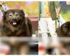 Okami, un câine de 75 de kilograme, a devenit un fenomen mondial la doar opt luni. E cel mai scump câine din lume