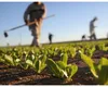 APIA a primit peste 500.000 de cereri pentru subvențiile agricole, iar termenul-limită din 5 iunie nu va fi prelungit