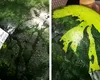 Fructul „bizar” cumpărat din Metro care a speriat o femeie din București