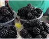 Cireşele de mai şi-au găsit un concurent serios. Cât a ajuns să coste un kilogram de mure în pieţe