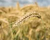 Agricultura europeană, sub presiune. Seceta, costurile inputurilor și scăderea recoltelor, discutate la Bruxelles