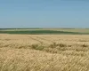 Agricultura începe să schimbe balanța comercială a României. BNR: Exporturile de materii prime agricole au crescut cu 13,9%