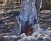 Misterul focului care arde de un an sub pământ, în Lunca Mureșului. Pompierii nu reușesc să stingă focarul