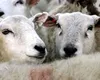 50 de oi, transportate ilegal și fără crotalii, depistate la Vaslui. Animalele vor fi eutanasiate