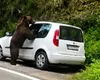 Un urs a spart geamul unei mașini pe Transfăgărășan și a distrus interiorul în căutare de hrană