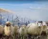 Pierderi uriaşe pentru un afacerist din Botoşani. Peste 250 de oi au pierit într-un incendiu