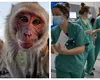 Variola maimuţei este noul COVID-19. Virusul care îi îngrozeşte pe epidemiologi se extinde în Europa