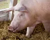 Cât mai costă să crești un porc în ”bătătură”. Cât de profitabilă mai este această preocupare, în România lui 2023