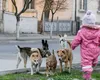 O fetiță de 4 ani ucisă de câine. O nouă tragedie care cutremură lumea