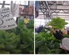 O nouă invenție ingenioasă pe piețele românești: salată verde la ghiveci. „Este și mult mai gustoasă decât dacă ar fi tăiată”