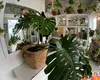 Modul uimitor în care poți folosi drojdia în casa ta! Plantele tale vor înflori mai frumos ca niciodată