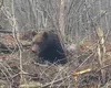 Urşii au ieşit din hibernare. Mesaj Ro Alert pe Valea Doftanei