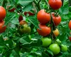 Cum îți dai seama dacă ai cumpărat roșii stropite cu substanțe periculoase. Ce spune un horticultor cu experiență