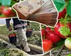 Cât câştigă românii culegători de căpşuni în Spania. Coşul lunar este mai ieftin decât în România, iar salariul dublu