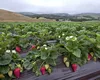 Ajutor financiar de la stat pentru cei care cultivă căpșuni