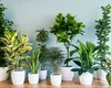 Planta care se roagă pentru casă. Cum se păstrează sănătoasă și rezistentă toată iarna. Puțini știu acest truc