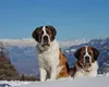 Câinii Saint Bernard, tot mai puțin folosiți în misiuni de salvare. În ce fel îi ajută acum pe oameni