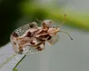 Insecta periculoasă care terorizează România. Oamenii sunt disperați: „Ne intră în case, ne mușcă, faceți ceva!”