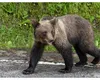 Situație șocantă în Mureș! Un urs a fugărit un cortegiu funerar