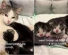 Ce se întâmplă cu pisicuța care a surprins o țară întreagă, după ce a mers să nască la veterinar! Medicii au făcut un anunț despre cei patru puiuți