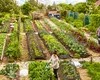Cum să-ți majorezi veniturile dintr-o grădina la țară: Cele mai profitabile idei de afaceri