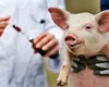 Pas uriaș pentru medicina globală! A avut loc al doilea transplant de rinichi de porc la o persoană în viață din lume