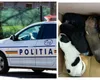 Amenda colosală pe care o primit-o un bărbat din Bihor, după ce a aruncat șapte pui de câine pe drum