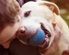 7 zodii care își vor iubi întotdeauna câinele mai mult decât pe tine 