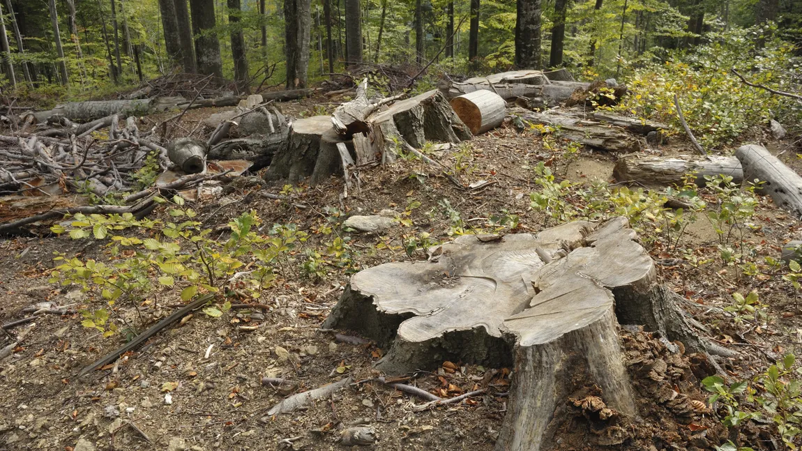 Principalele probleme de mediu în România: Legislația silvică și furturile de lemn