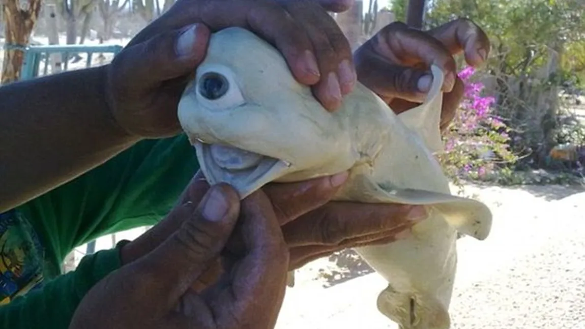 Un rechin ciclop a fost descoperit în California VIDEO