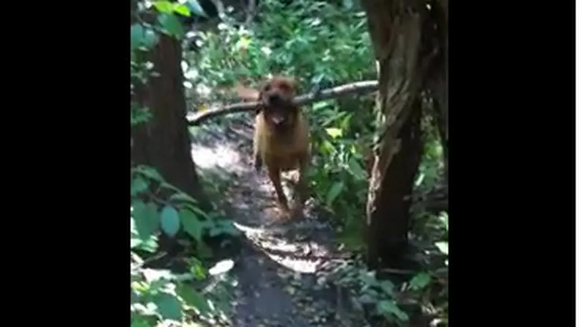 Cum se chinuie un câine prostănac să aducă un băţ printre copaci VIDEO