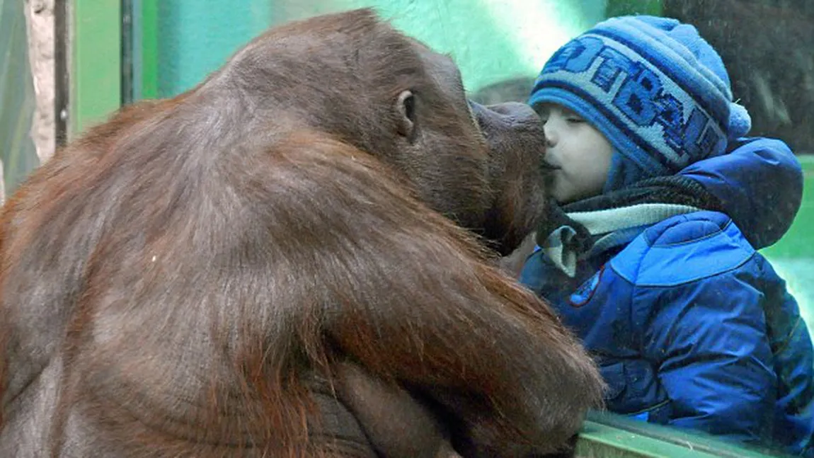Un urangutan a pupat un copilaş, la zoo FOTO