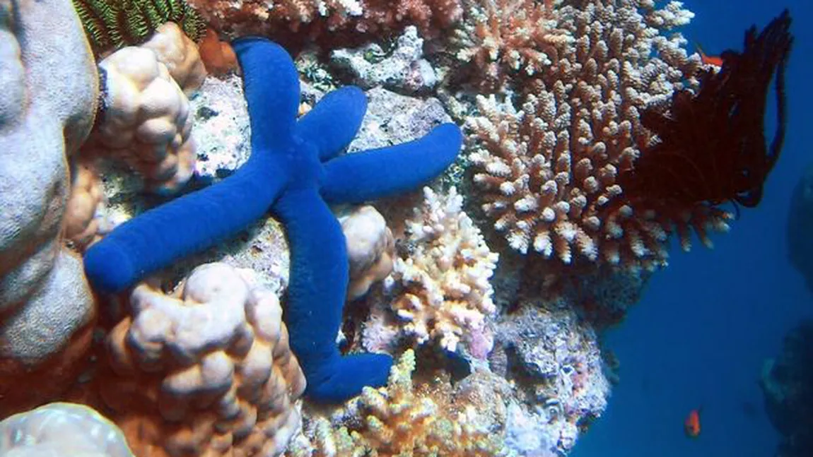 Stelele de mare care ucid recifele de corali, combătute de cercetătorii australieni