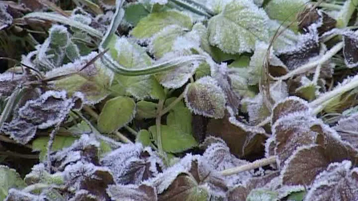 Îngheţ şi brumă în Bucovina: Minus 9 grade Celsius s-au înregistrat în Suceava