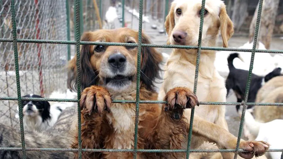 La Târgu-Jiu se cere părerea cetăţenilor cu privire la soarta câinilor comunitari