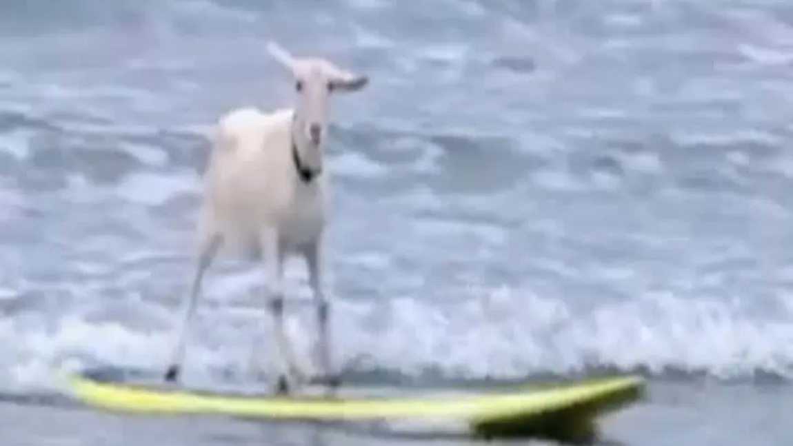 O capră din California face surfing VIDEO