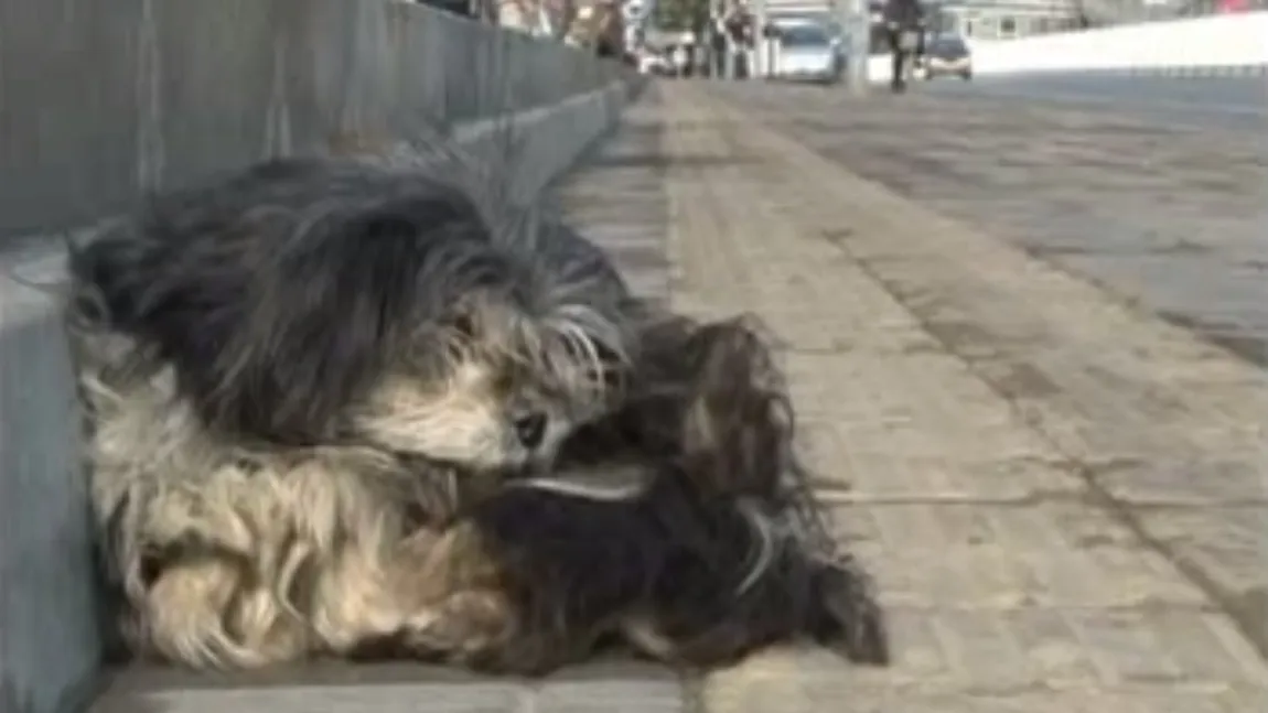 Un căţel din Beijing îşi aşteaptă stăpânul de trei luni în staţia de autobuz VIDEO