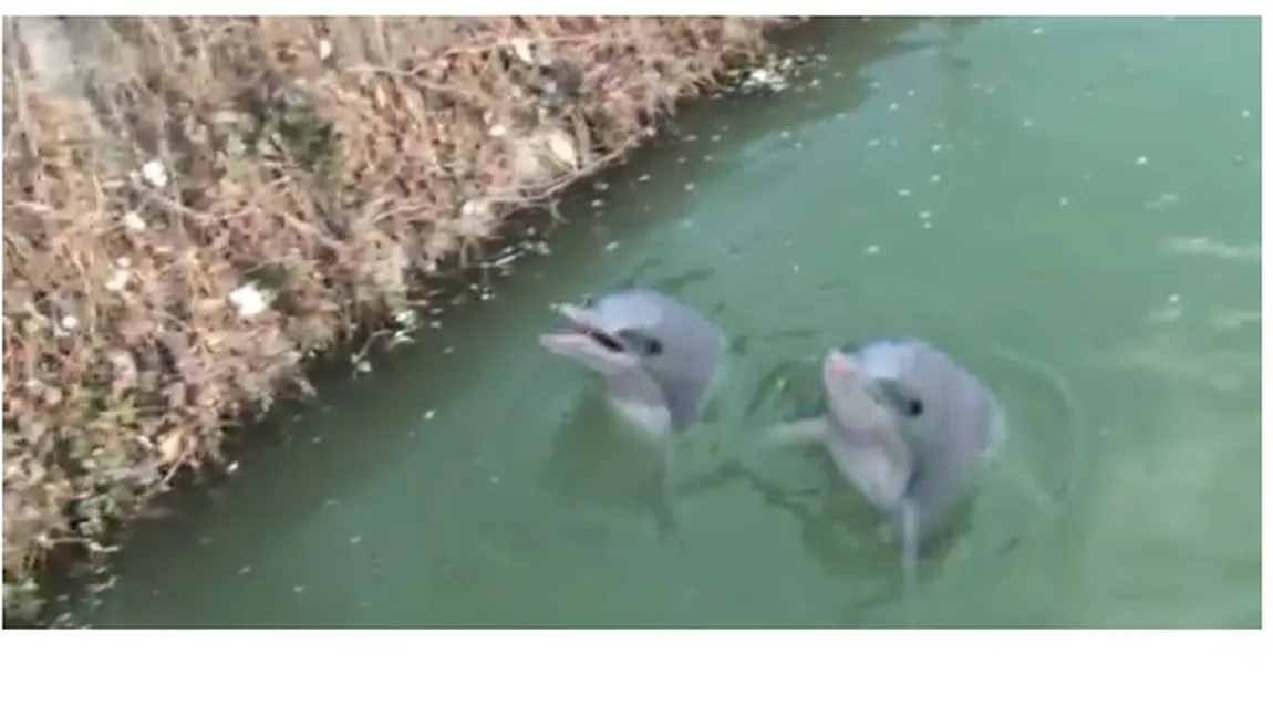 Delfinii maidanezi din Dâmboviţa, vedete pe internet. Ce crezi că promovează? VIDEO