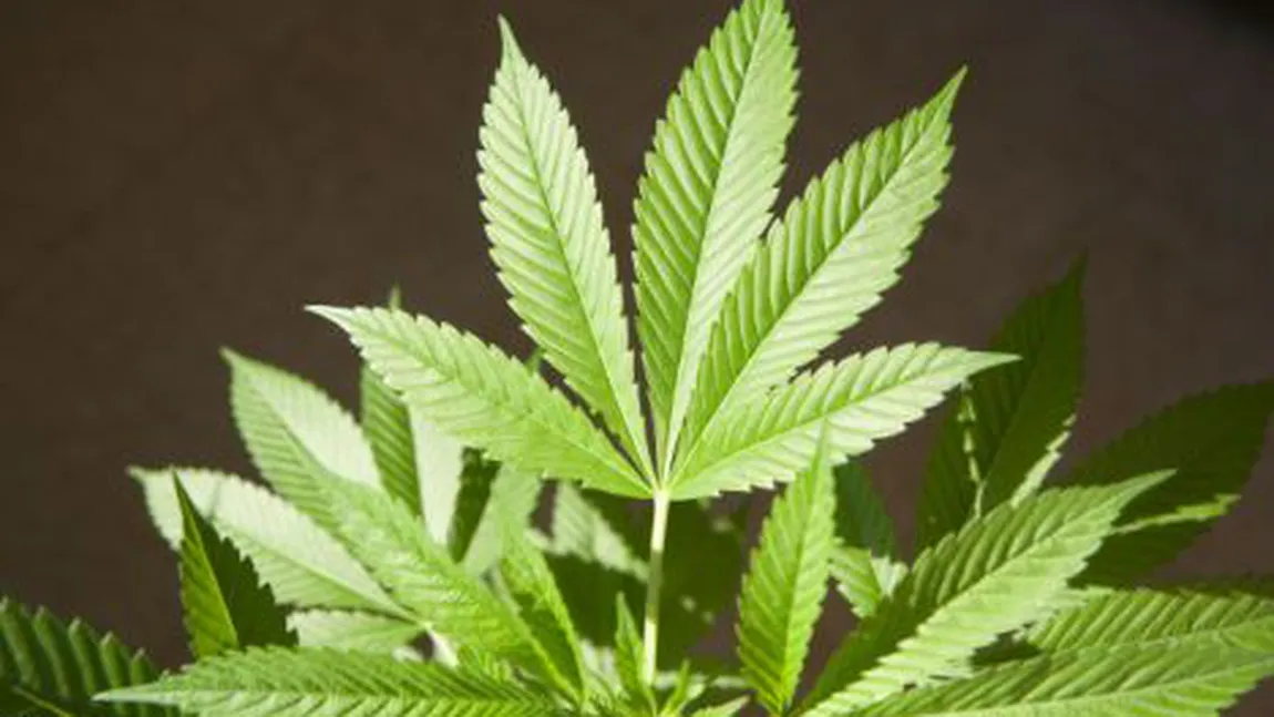 Elveţia legalizează marijuana de apartament