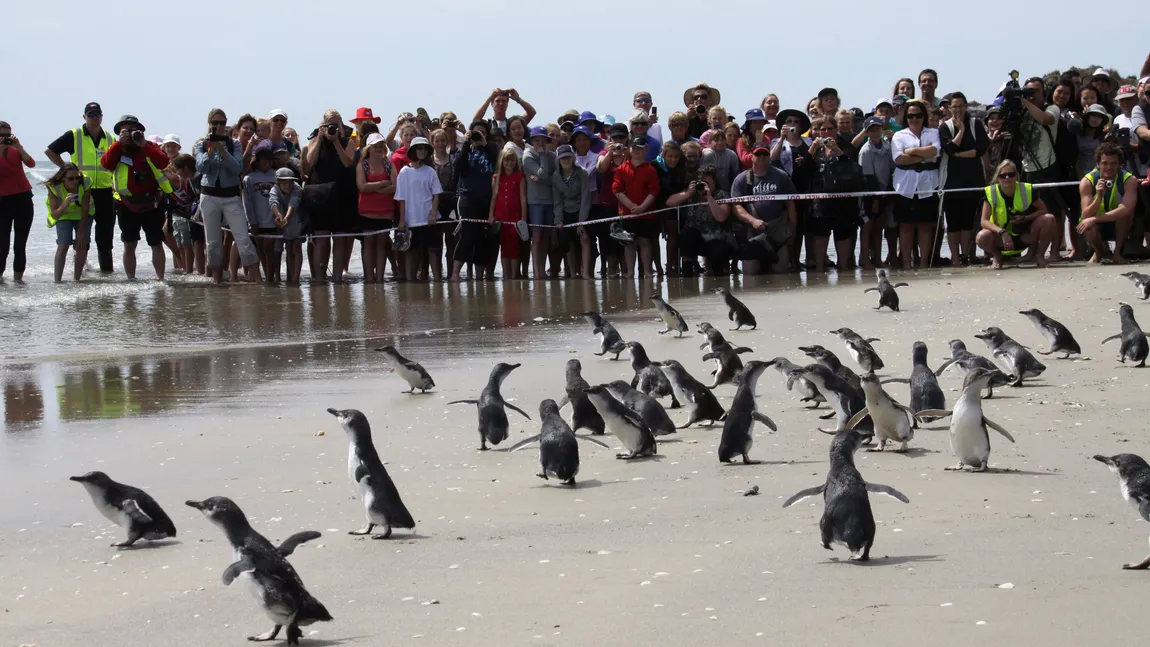 Zeci de pinguini salvaţi din apele poluate au fost eliberaţi pe o plajă din Noua Zeelandă VIDEO