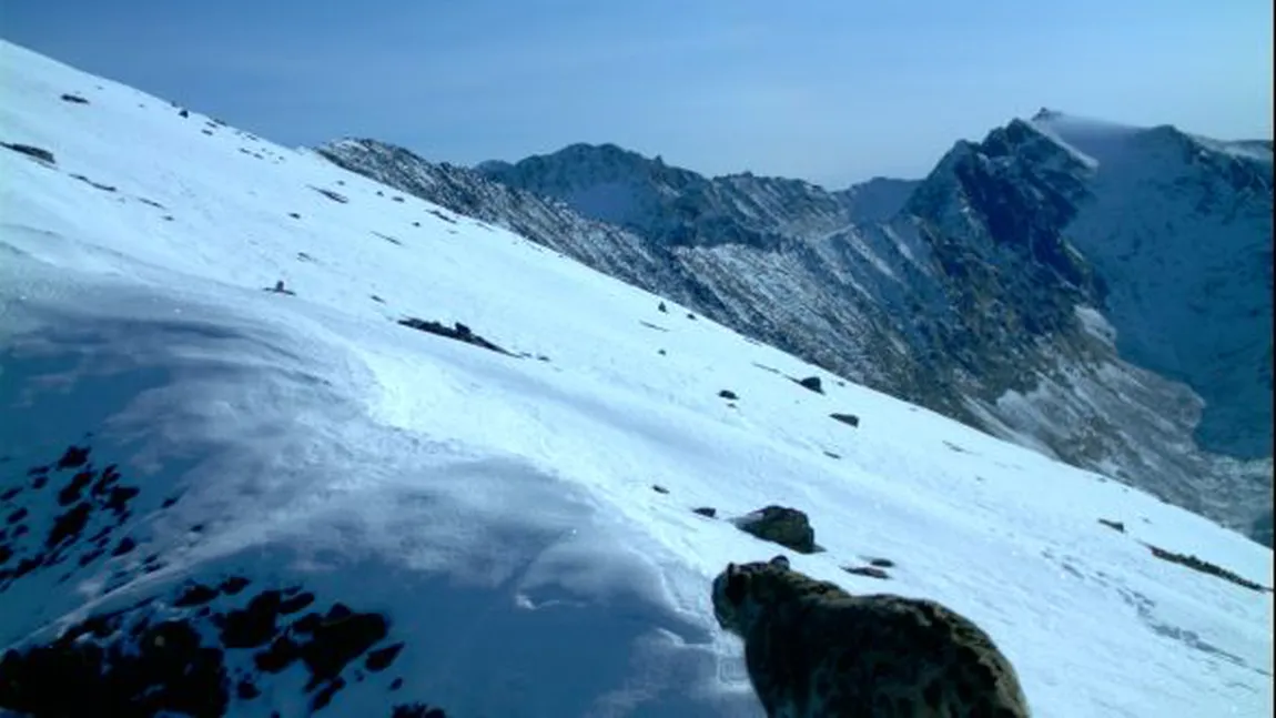 Leoparzii zăpezii, surprinşi pentru prima oară în Munţii Altai, din Rusia FOTO