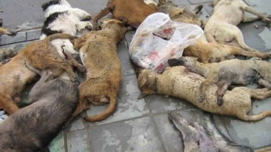 Zeci de câini ucişi, găsiţi la Târgu Jiu