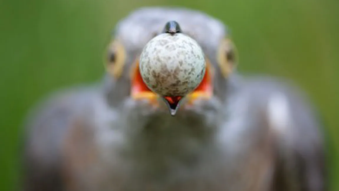 Un cuc ce fură un ou dintr-un cuib, fotografia anului, din natura sălbatică  FOTO