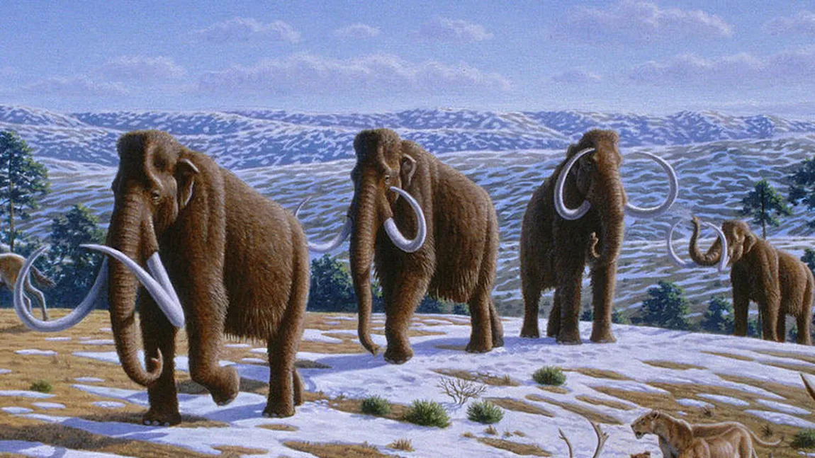 De ce a dispărut mamutul lânos: Creşterea temperaturilor, modificarea vegetaţiei şi oamenii
