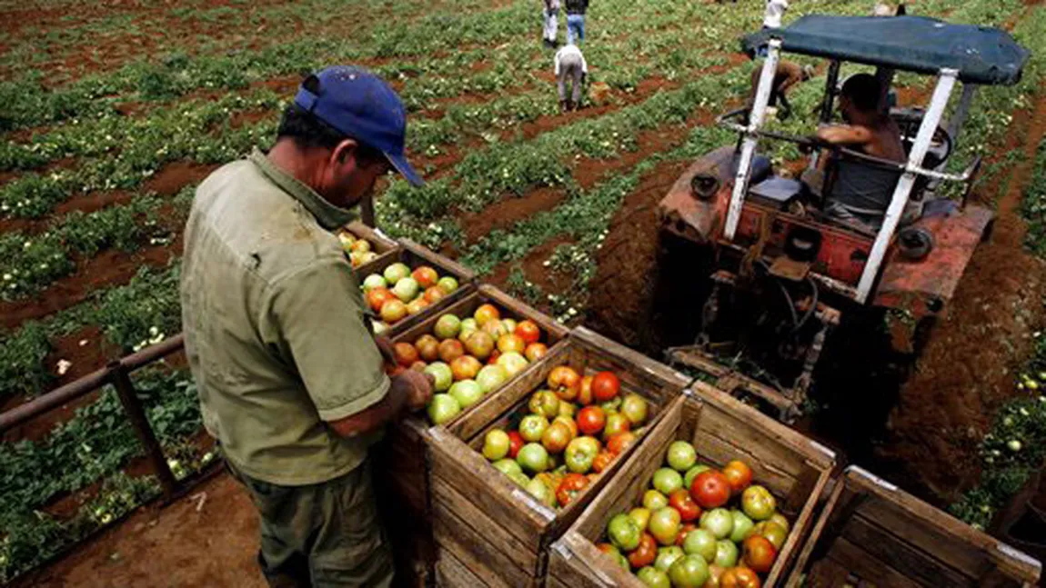 Agricultura, vânătoarea şi pescuitul au mărit PIB-ul