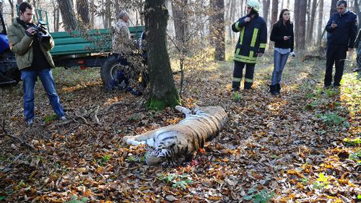 Medic veterinar: Tigrul a sărit pe mine, m-a ţinut minte că l-am operat de mai multe ori