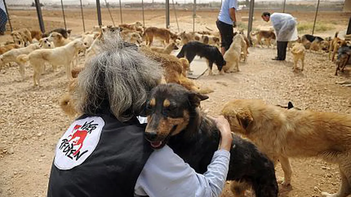 Vier Pfoten: Recompensă pentru cine oferă informaţii despre criminalii câinilor din Târgu Jiu