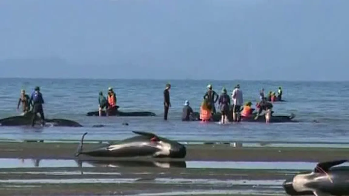 Zeci de balene eşuate pe o plajă în Noua Zeelendă. Voluntarii le momesc înapoi în mare