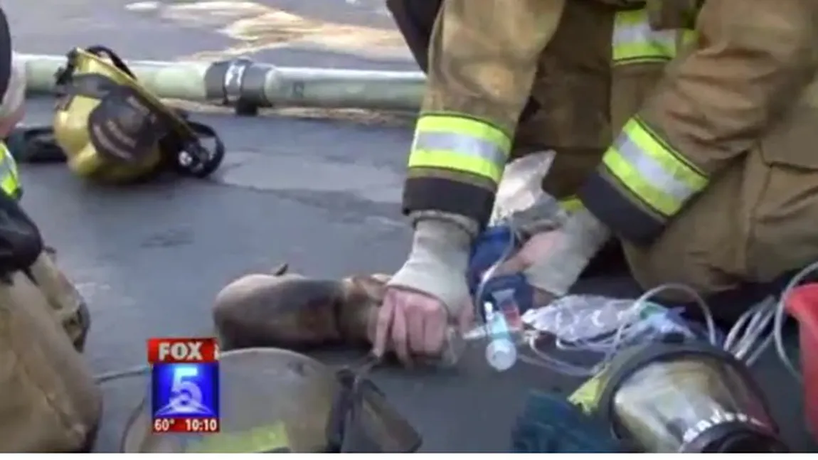 Un chihuahua, salvat de pompieri cu o mască de oxigen VIDEO